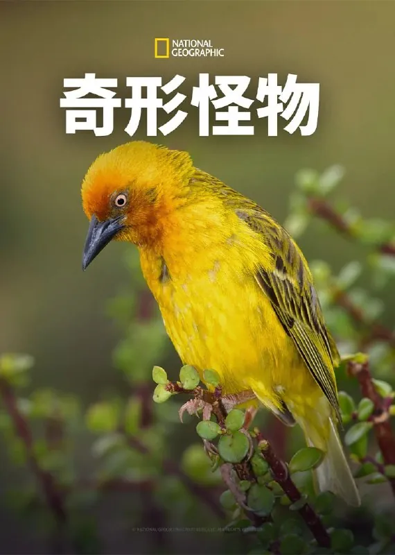 奇形怪物第一季